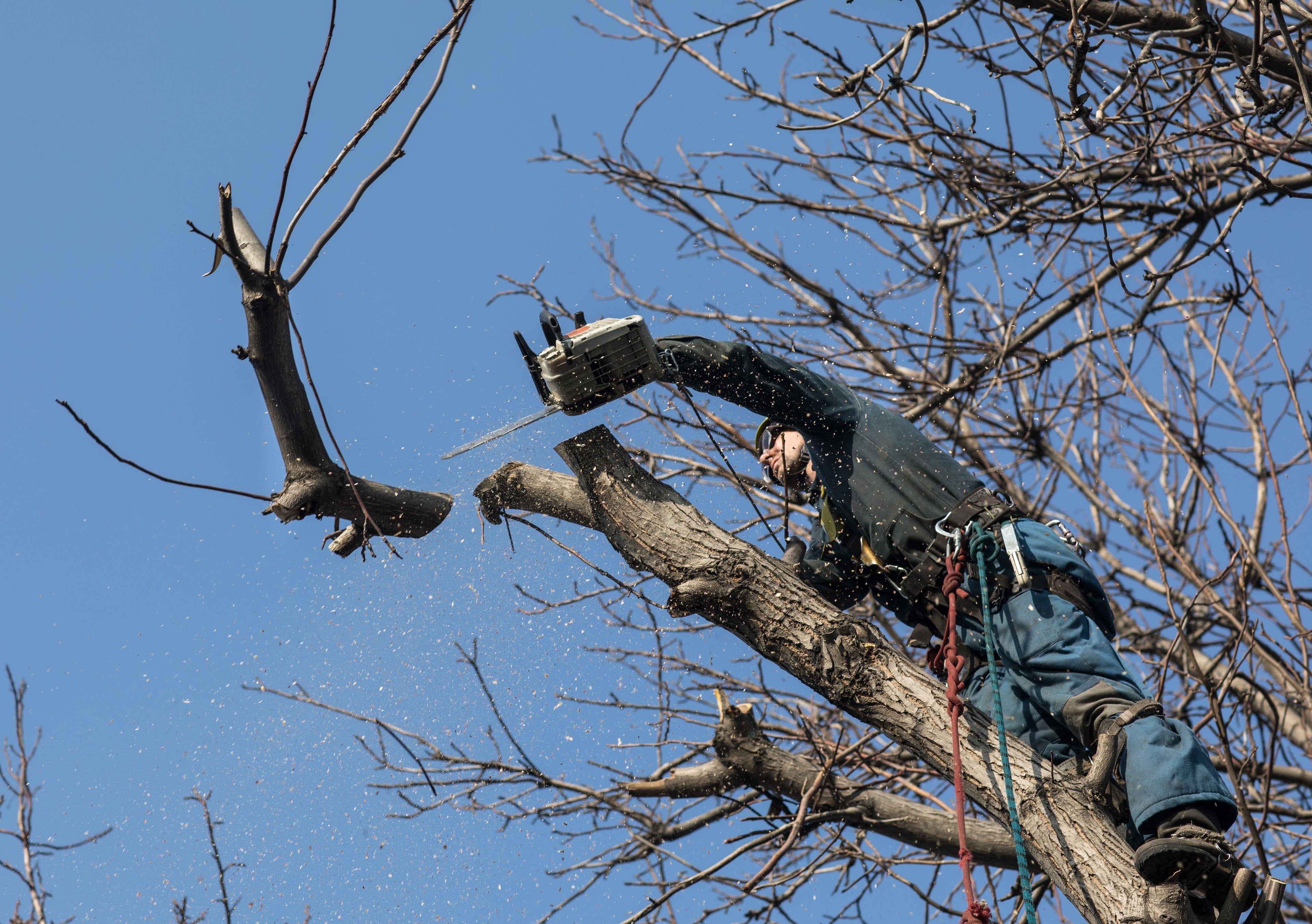 Forestry height safety