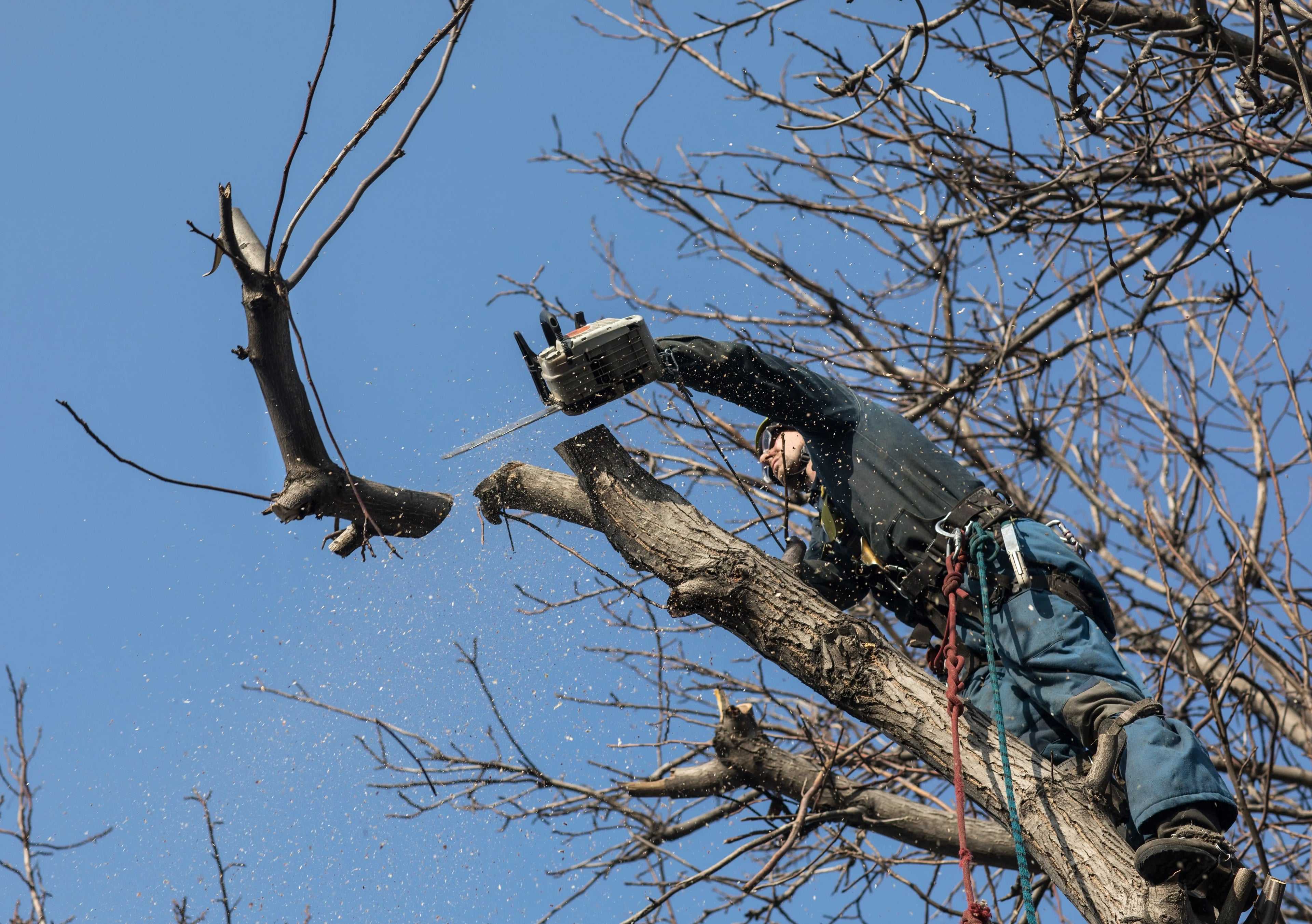 Forestry height safety